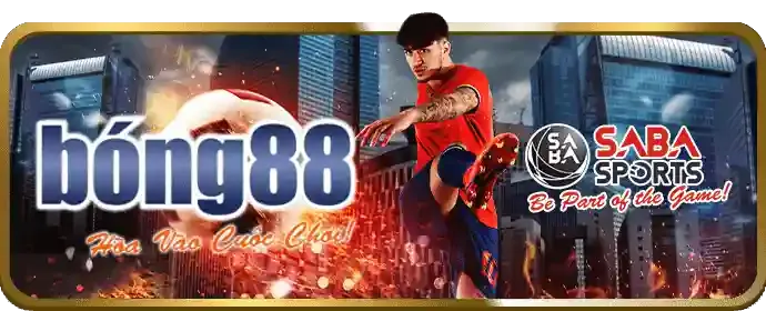 Hai con gà tre đang đấu nhau trên sàn
